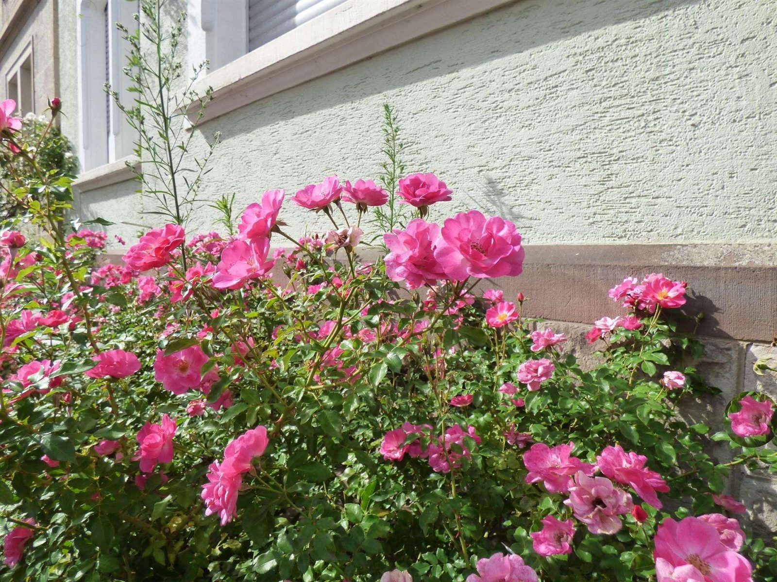 Gepflegtes Mehrfamilienhaus in zentraler Lage — Vorgarten
